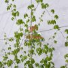 trellis safety netting